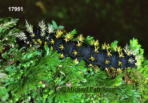 Leucanella saturata (Saturniidae)